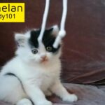 Doll face Pure Persian Bicolor male kitten