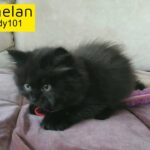 Pure Persian absolute black male kitten doll face