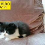 Pure Persian Bicolor male kitten doll face