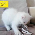 Doll face Pure Persian male kitten, blue & silver eyes