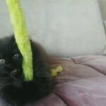 Pure Persian smoked black male kitten doll dull face