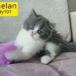 Pure Persian Bicolor Grey male kitten doll face