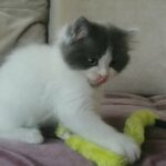 Ragdol face, Pure Persian Bicolor Grey male kitten