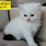 Pure Persian female kitten Doll face