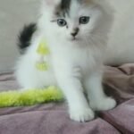 Chocolate nose Pure Persian Bicolor male kitten doll face