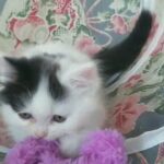 Pure Persian Bicolor male kitten doll face