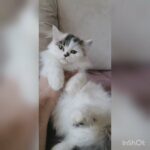 Persian Bicolor male kittens