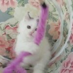 Pure Persian Bicolor Lavender male kitten doll face
