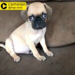 pug