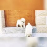 white poodle