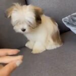 shihtzu