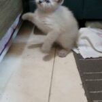 Himalaya Kittens Playful, Delivery to all uae 0569140062