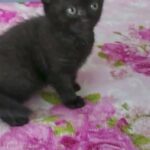 Scottish fold/ chocolate female available by european breeder
