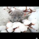 Scottish fold kittens by german breeder in dubai