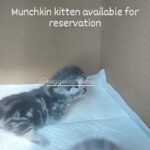 munchkin fold male  kitten available for booking by german breeder in dubai