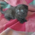 Scottish fold female by german breeder in dubai, 45 days old