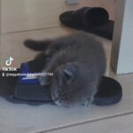 female scottish fold kitten by german breeder