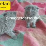male Scottish fold kitten available by german breeder in dubai