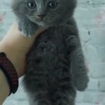 male and female scottish fold kitten available