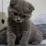 Scottish fold male