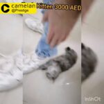 كتنز مميزة لعيونكم ???unique kitten for u