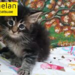 0555202253 8000dhs maine coon girl pure