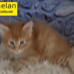 10000dhs fixed maine coon boy pure with pedigree