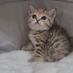 5000dhs fixed scottish straight spotted tabby