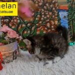 10000dhs fixed maine coon boy with pedigree