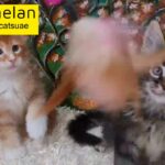 0555202253 maine coons pure with pedigree