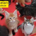 0555202253 pure breed kittens with pedigrees