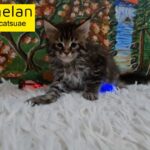 10000dhs fixed pure maine coon with pedigree