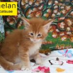 0555202253 9000dhs super red maine coon boy