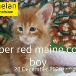 9000dhs 0555202253 maine coon boy