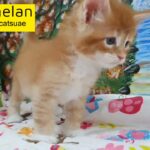 9000dhs fixed 0555202253 super red maine coon boy