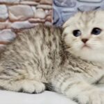 6000dhs fixed price silver scottish fold 0555202253