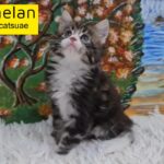 10000dhs fixed maine coon pure breed with pedigree