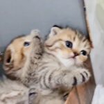 6000dhs each tabby scottish folds pure breed