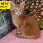 0555202253 last red maine coon boy