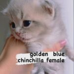 golden blue chinchilla Female