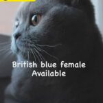 British blue female 1 year old