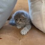 Scottish fold