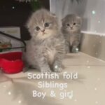 Scottish fold boy and girl