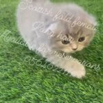 0564622111 Scottish fold fem