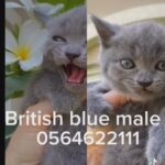 British blue male