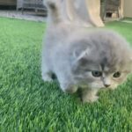 Scottish fold female long hair