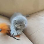 gorgeous Scottish fold female