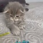 4000 aed Scottish fold female