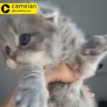 Scottish fold Fem