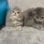 Scottish fold boy and girl